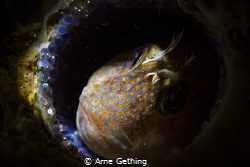 ~ Helicopter Mom ~
Blenny on eggs - False Bay, Cape Town... by Arne Gething 